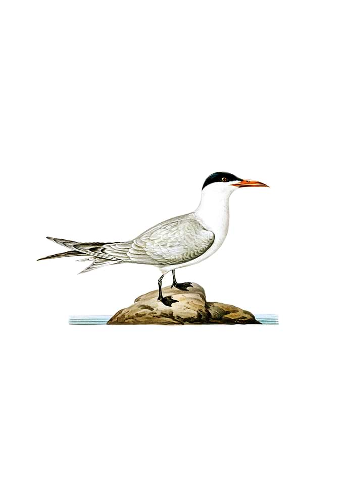 Vintage Caspian Tern Bird