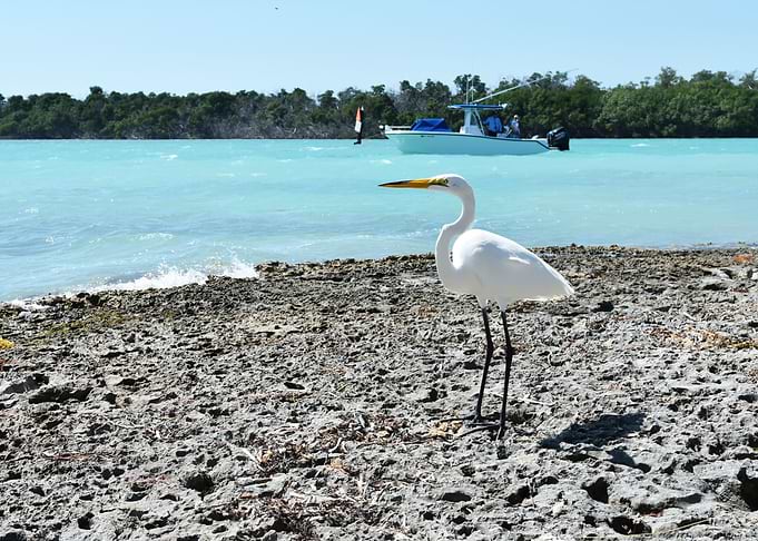Snowy Bird on Beach