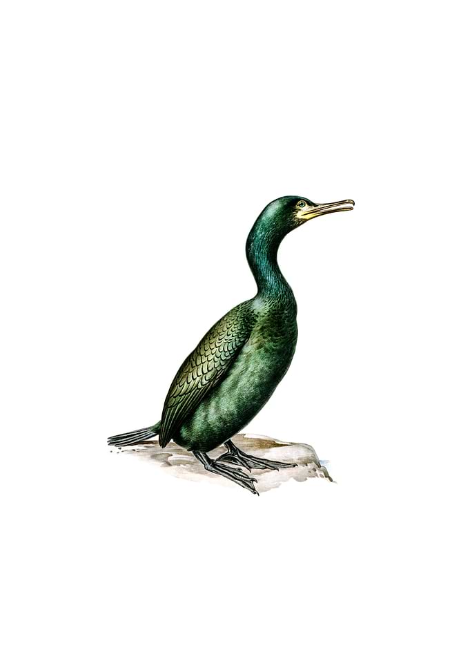 European Shag Bird
