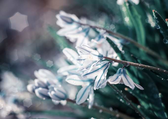 White flower,spring garden