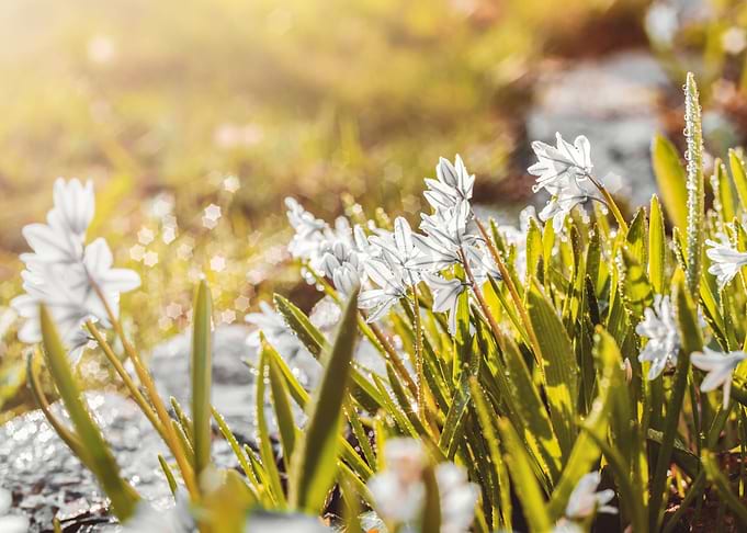Macro flower,spring garden