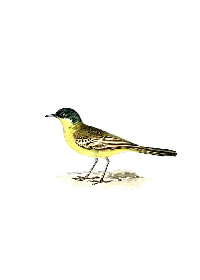 Grey Headed Wagtail Bird