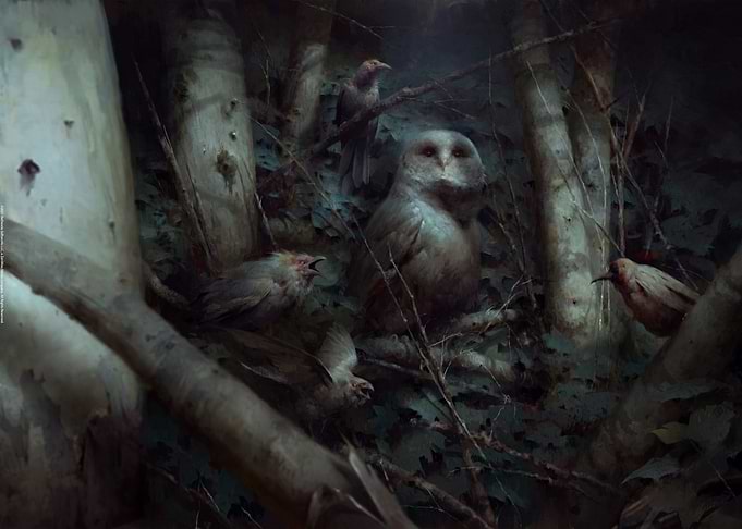 Forest Birds