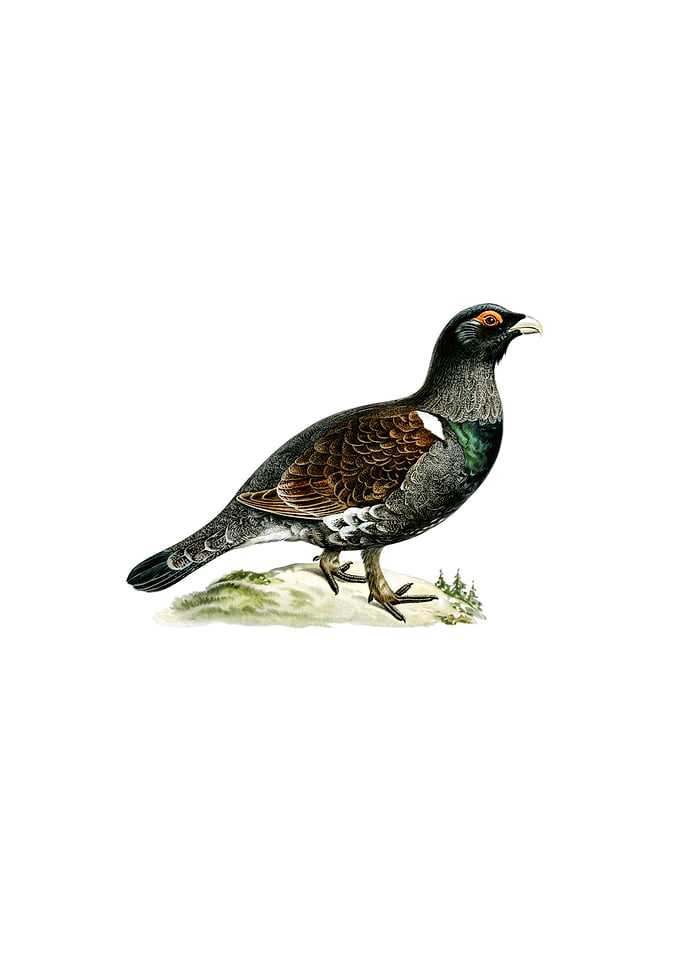 Western Capercaillie Bird