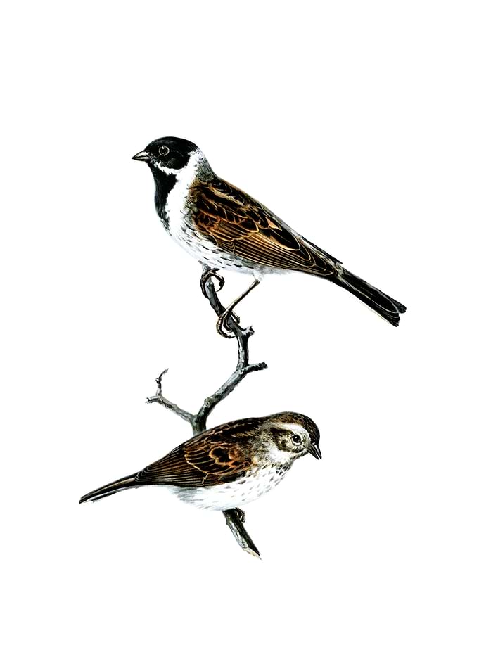 Vintage Reed Bunting Bird
