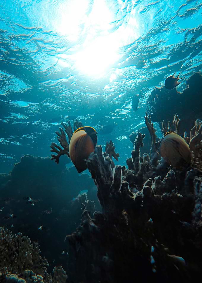 sun to under sea fish