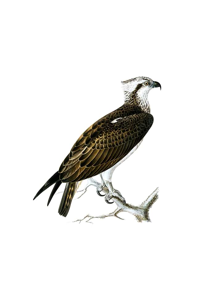 Vintage Osprey Bird