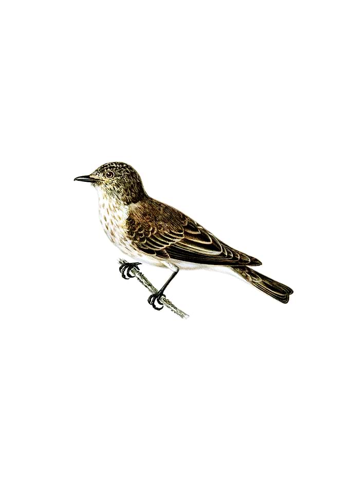 Spotted Flycatcher Bird