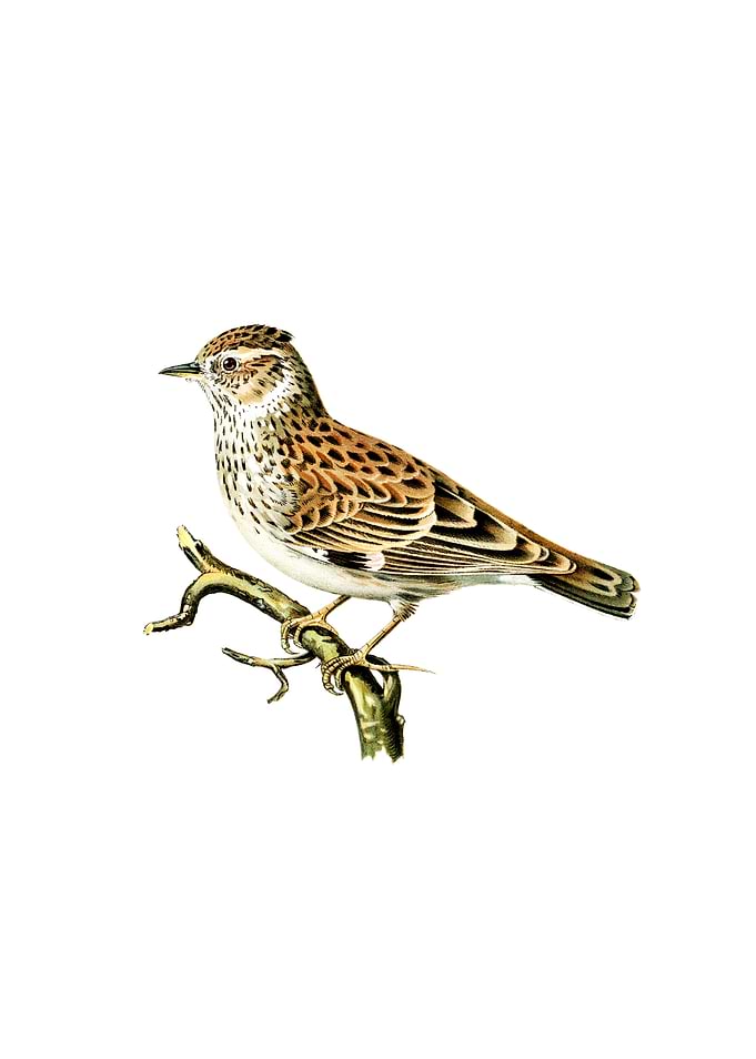 Vintage Woodlark Bird
