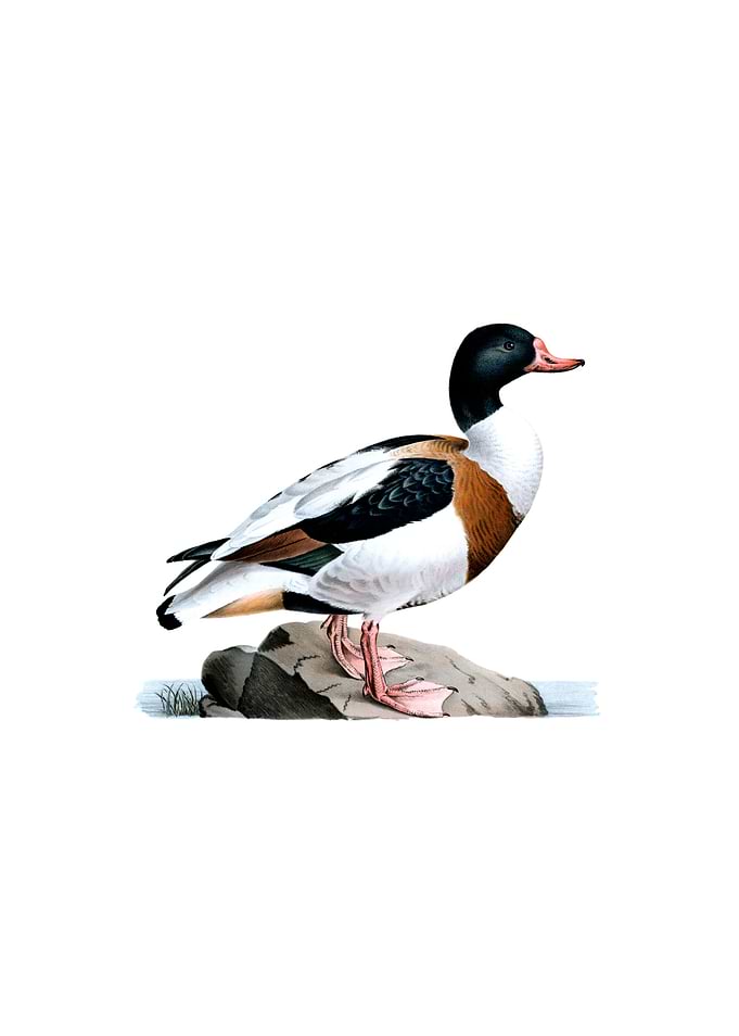 Vintage Common Shelduck