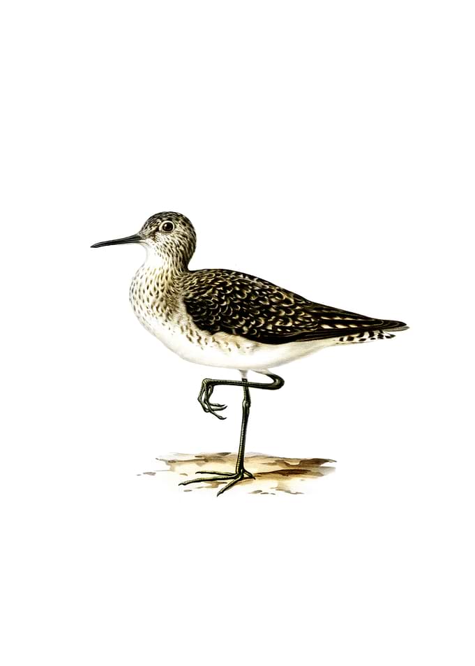 Vintage Wood Sandpiper
