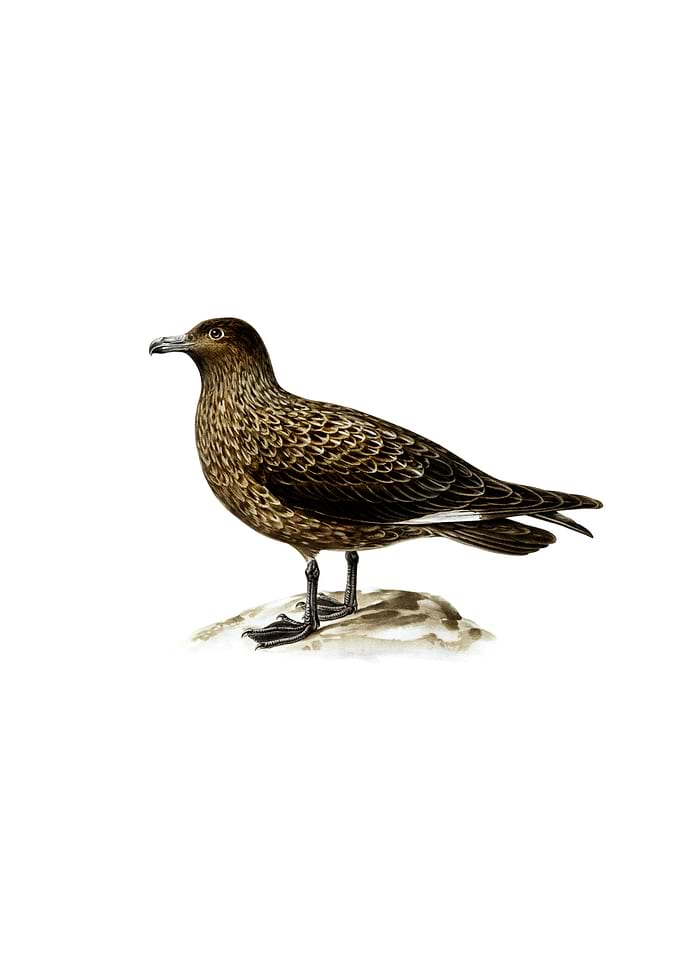 Vintage Great Skua Bird