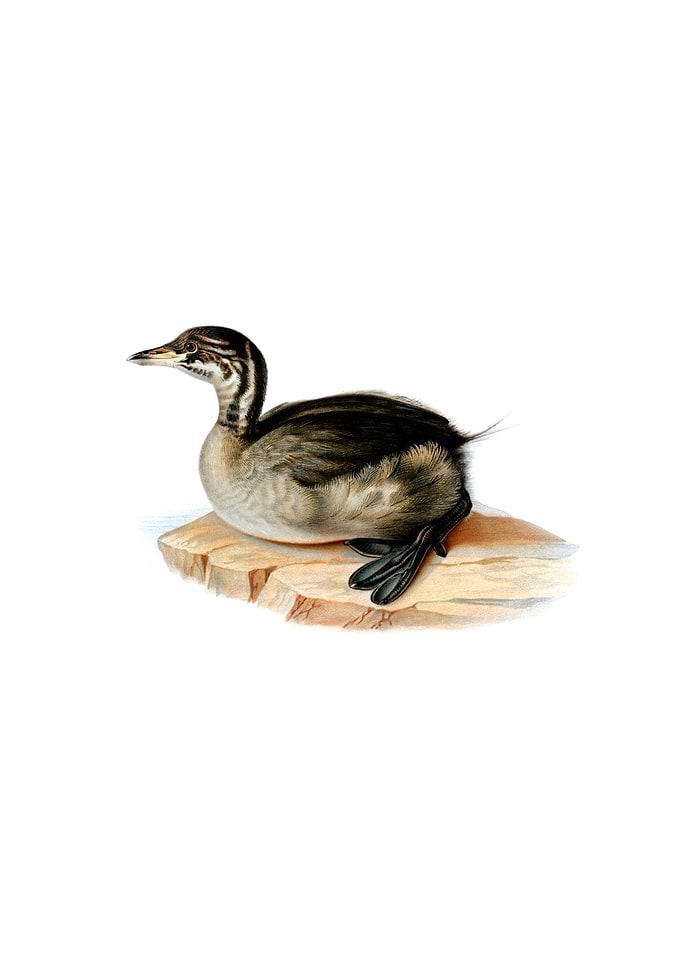 Young Horned Grebe Bird