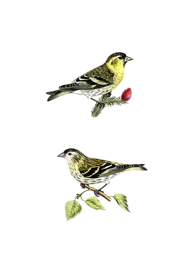 Eurasian Siskin Finch Bird