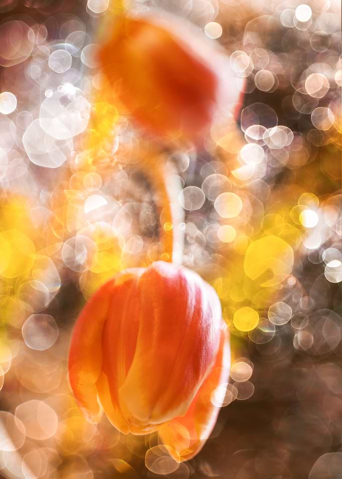 Orange tulips in drops