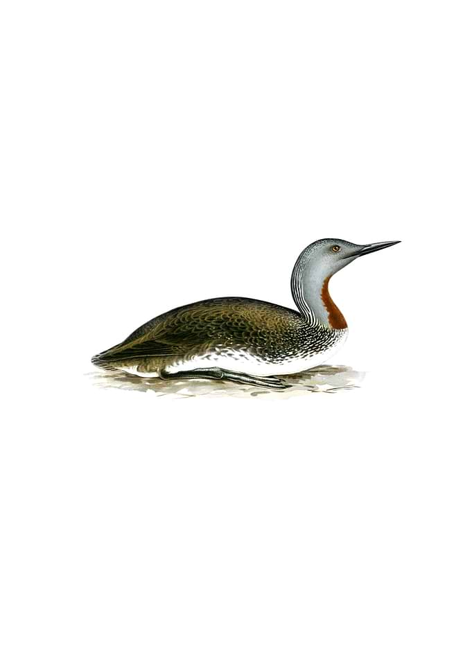 Red Throated Loon Bird
