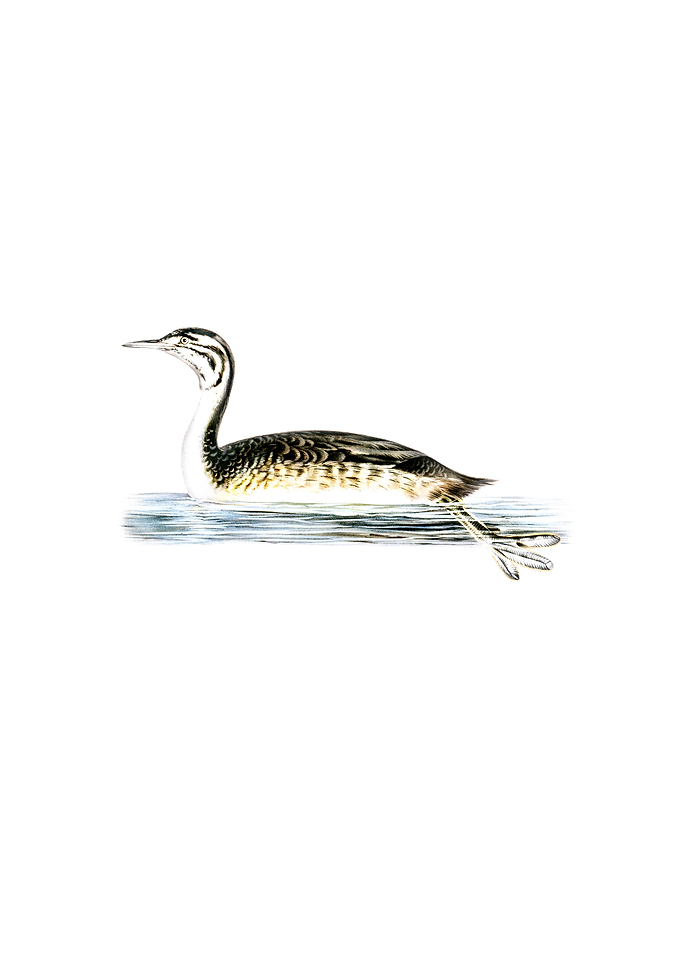 Great Crested Grebe Bird