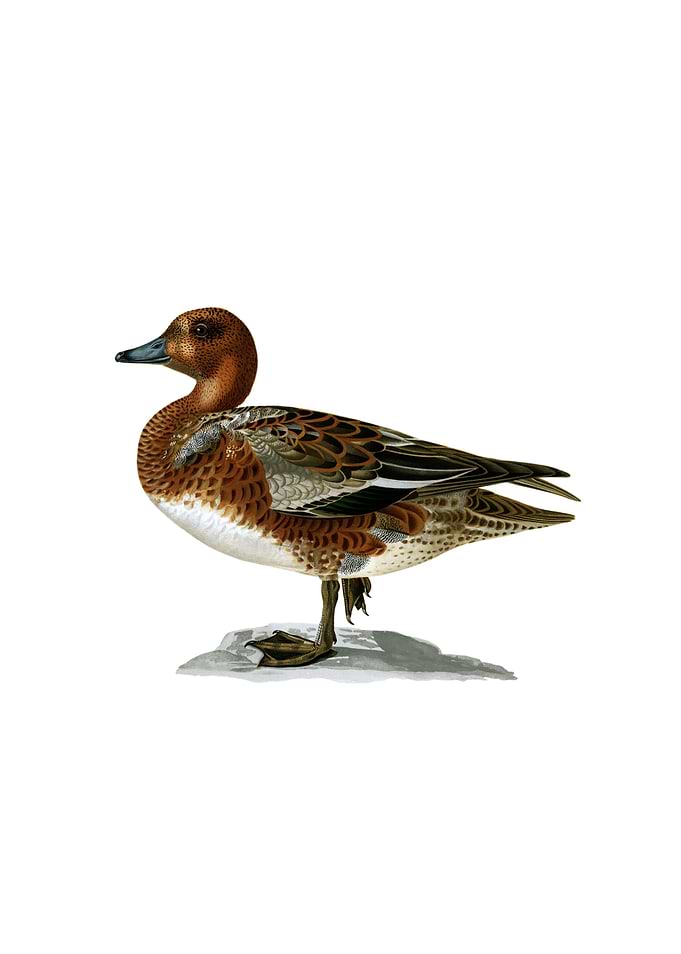 Eurasian Wigeon Bird