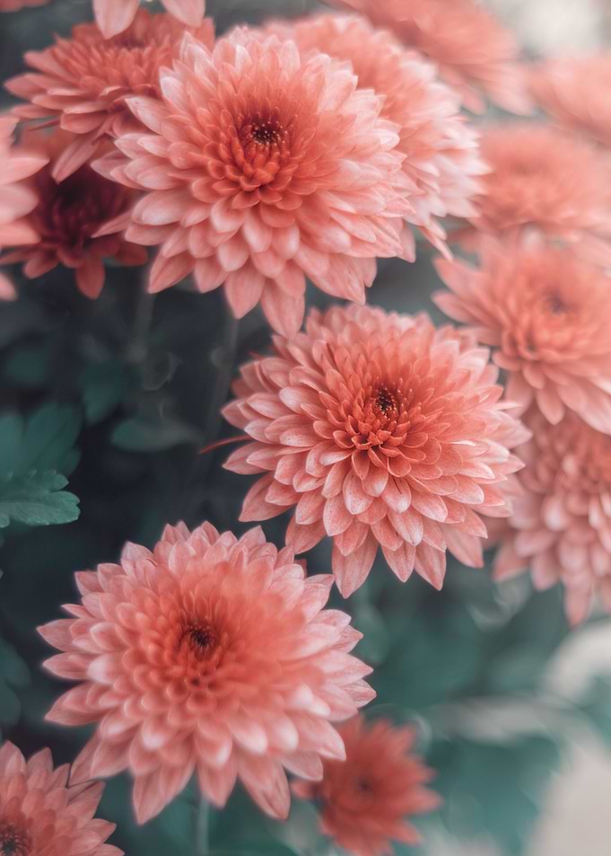Orange flower,macro garden
