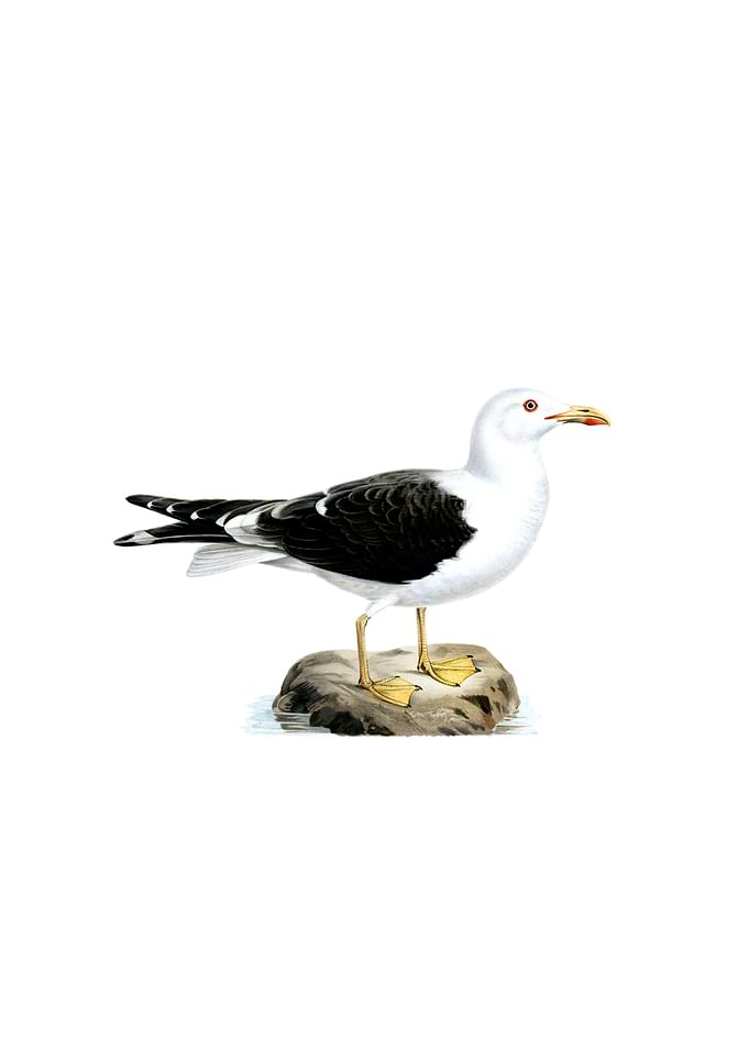 Lesser Black Backed Gull