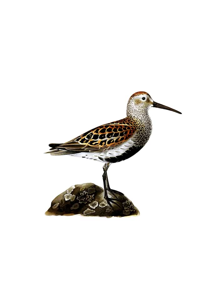 Vintage Dunlin Bird