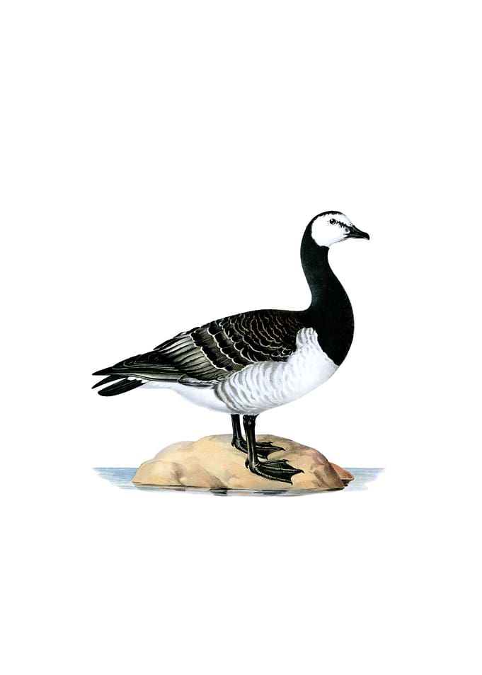 Barnacle Goose Bird