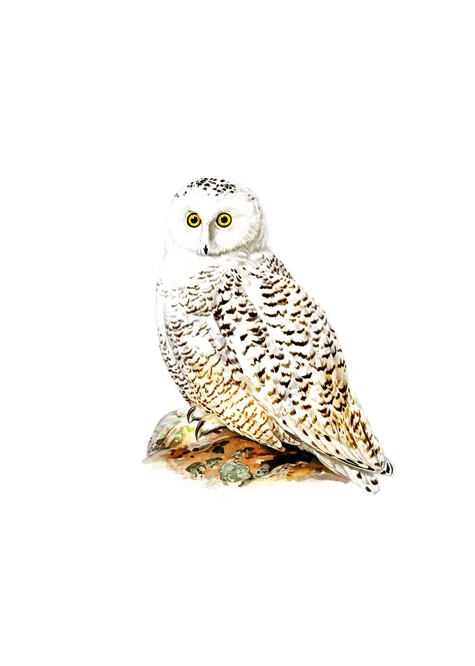 Vintage Snowy Owl Bird