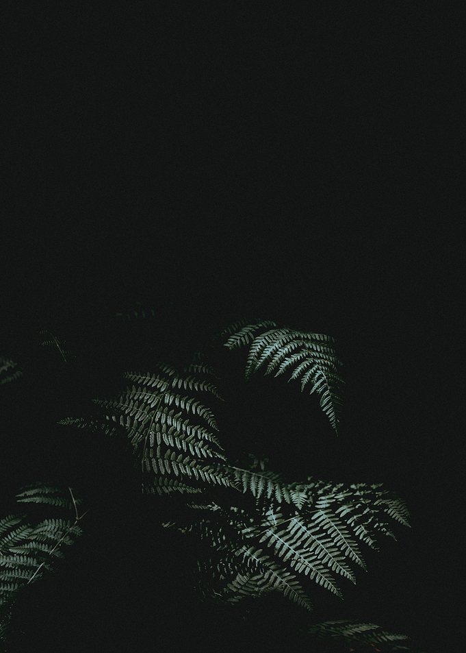 Floral Amoled Background