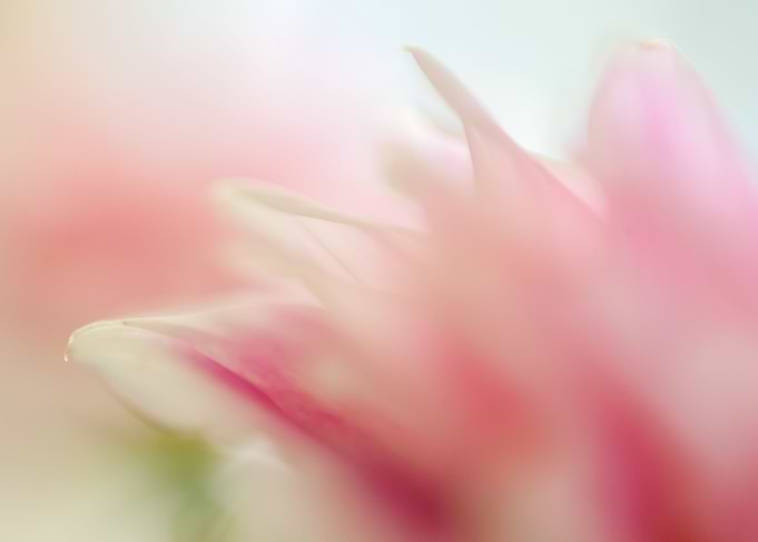 Macro of flowers