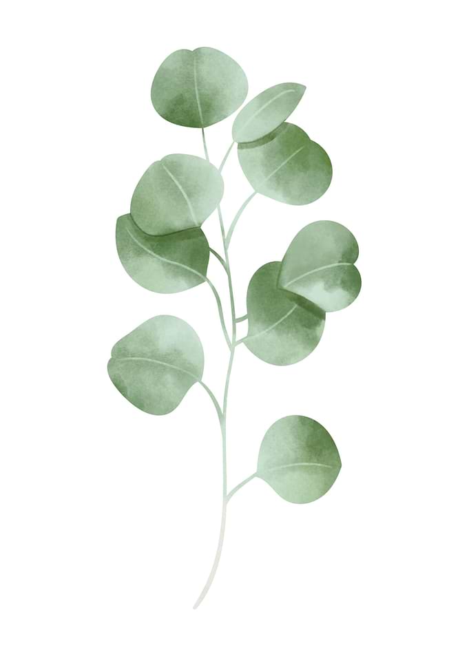 Minimalistic plant