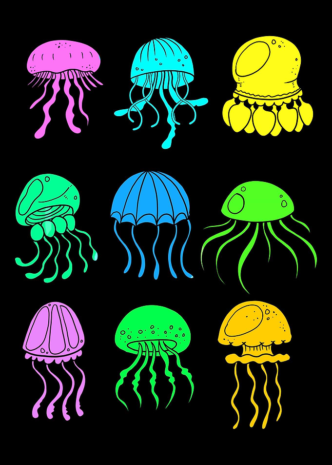 Different Kinds Jellyfish