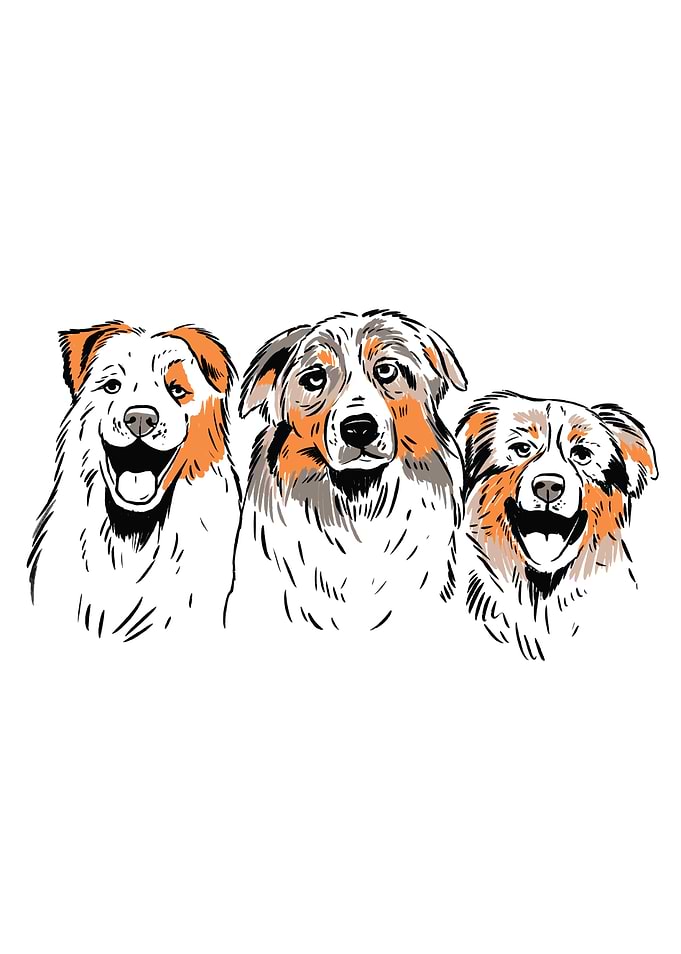 AUSTRALIAN SHEPHERDS