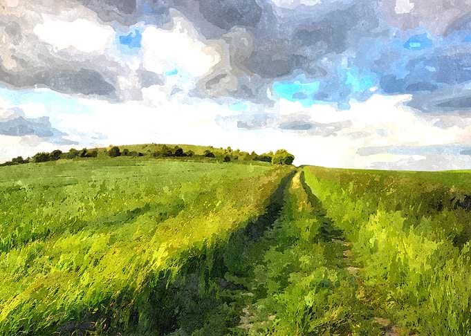 Summer Field