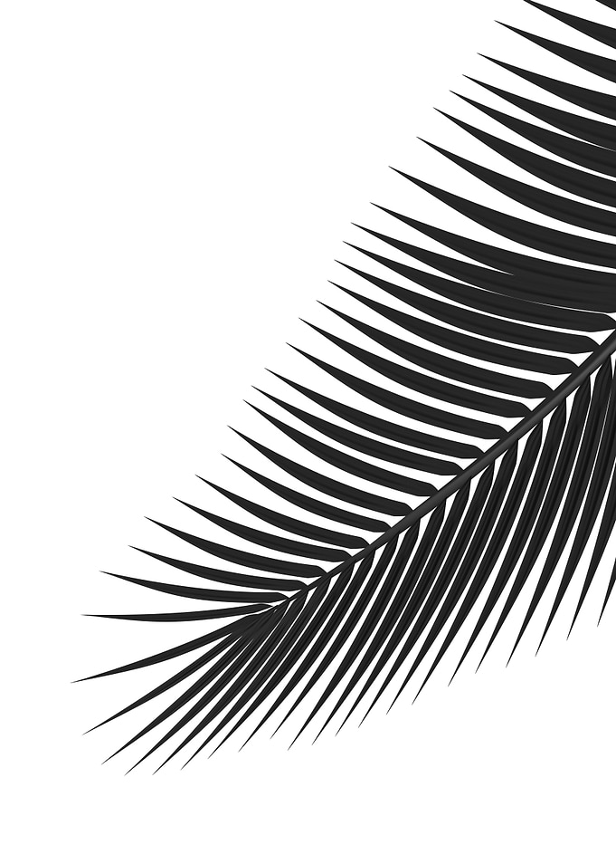 Palm leaves