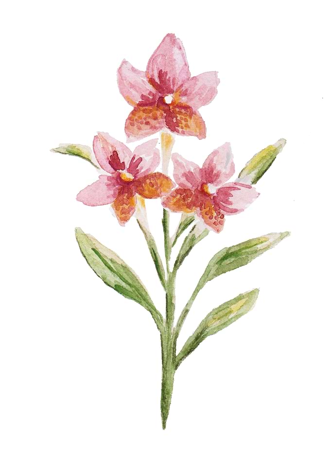 Minimalistic flower