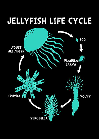 Jellyfish Life