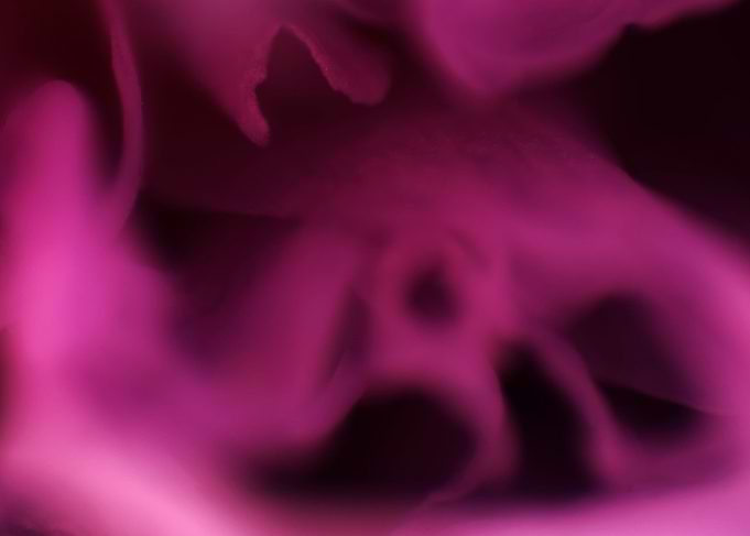 Macro of flowers