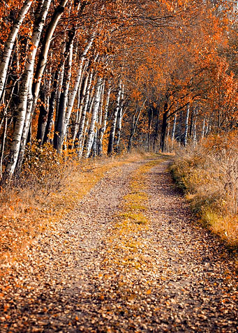 Autumn alley among birches