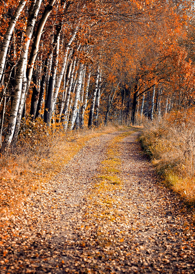 Autumn alley among birches