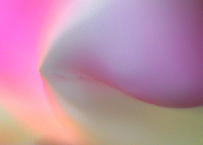 Macro of flowers