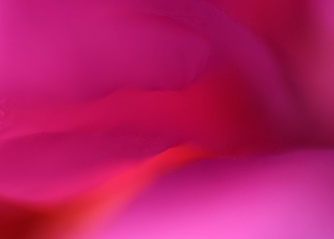 Macro of flowers