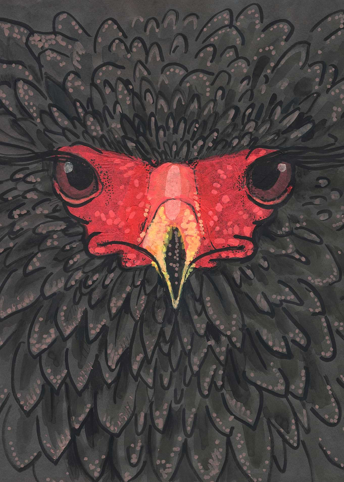 Bateleur Eagle Africa Bird