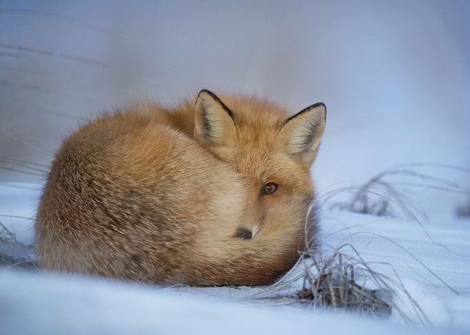 Arctic Fox curl up