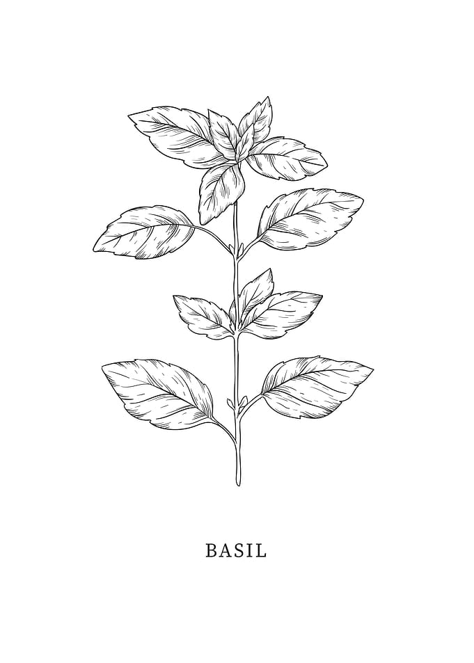 Basil Herb Art