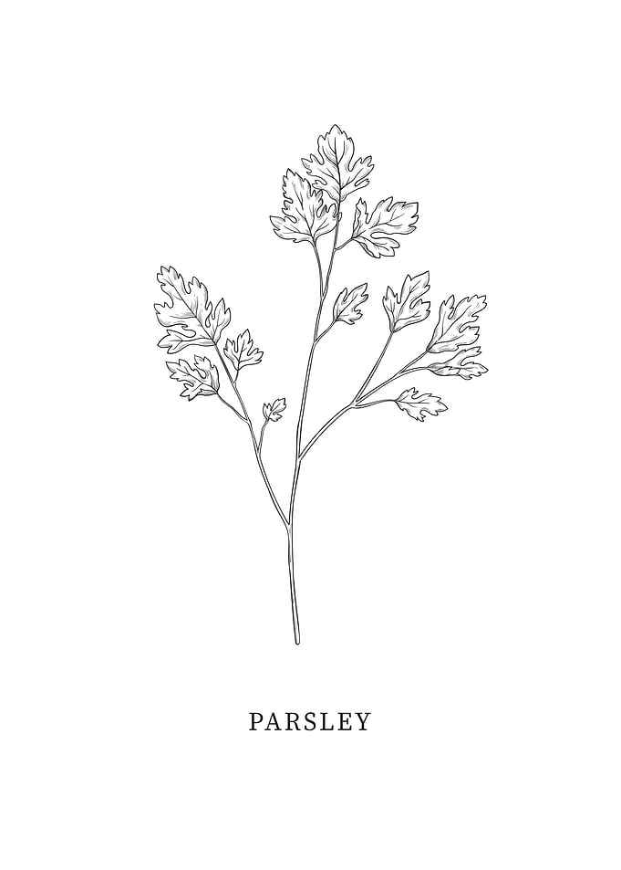 Parsley Herb Art