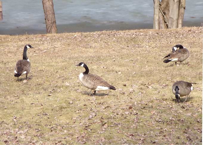 Canadian Geese