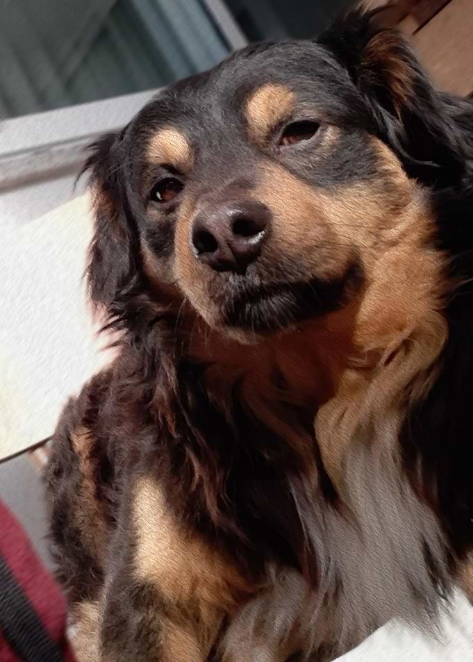 Dog