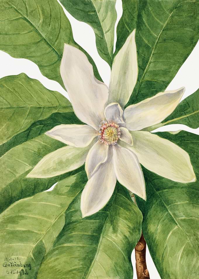 Magnolia Illustration