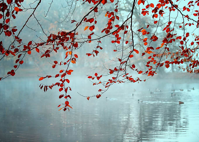 Autumn foggy lake in park