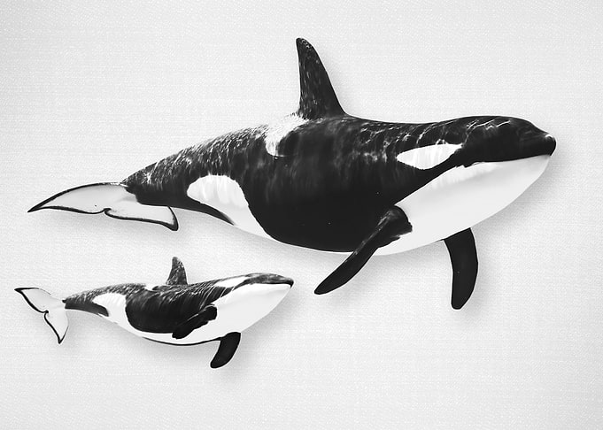 Whales